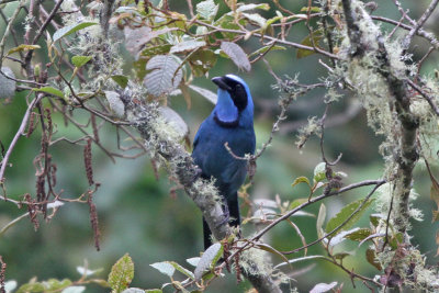 Turquoise Jay