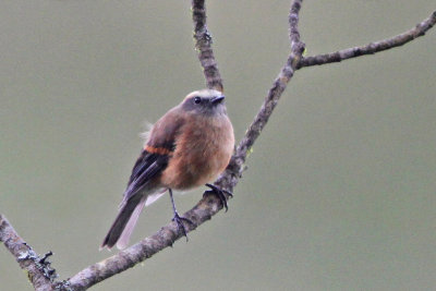 Brown-backed Chat-Tyrant