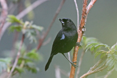 Glossy Flowerpiercer