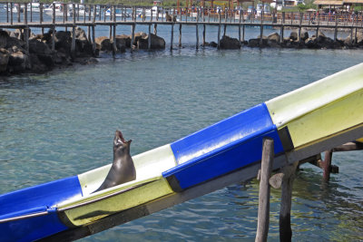 Sea Lion Slide