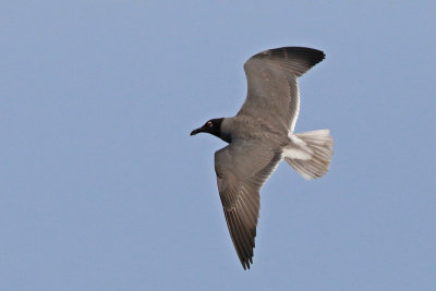 Lava Gull