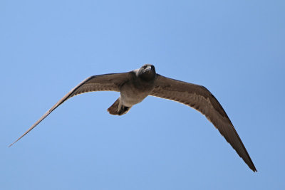 Lava Gull