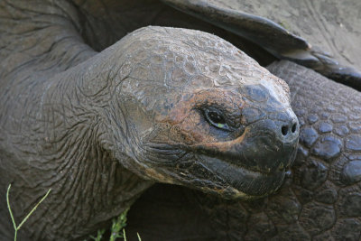 Galapagos Giant Tortoise