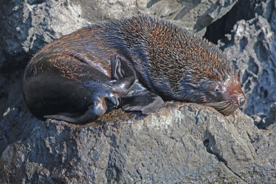 Galapagos Fur Seal