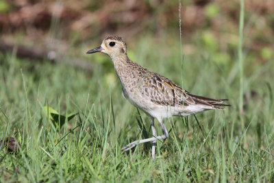 Pacific Golden Plover