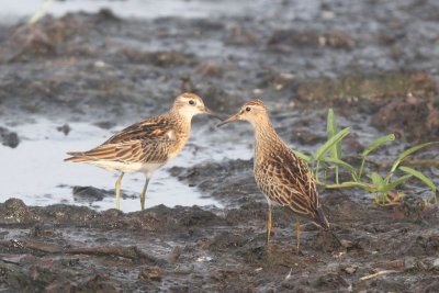 Sharp-tailed and Pectoral Sandpipers