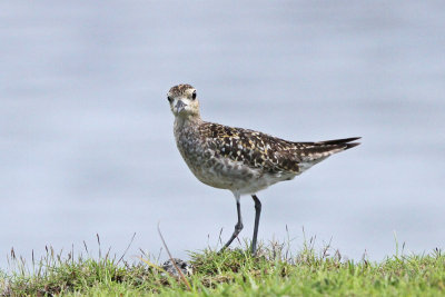 Pacific Golden Plover