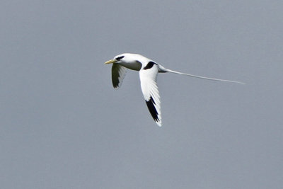 White-tailed Tropicbird