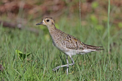 Pacific Golden Plover