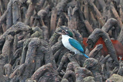 Collared Kingfisher