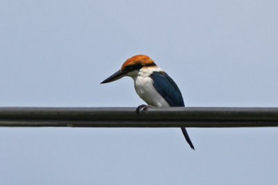 Palau Kingfisher