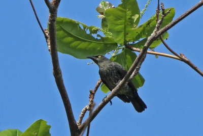 Micronesian Starling