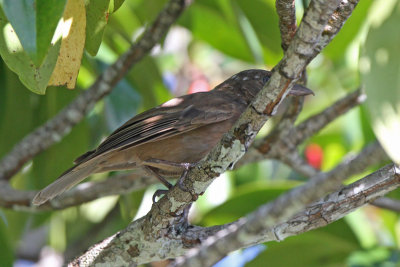 Morningbird showing hooked bill