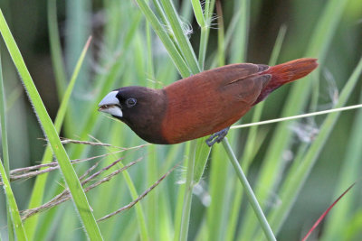 Chestnut Munia