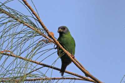 Blue-faced Parrot Finch