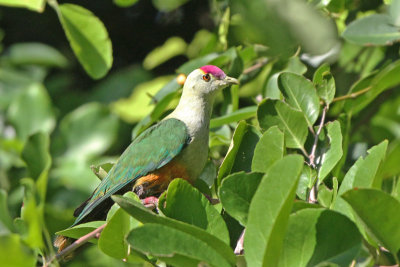 Palau Fruit-Dove