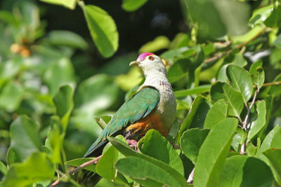 Palau Fruit-Dove