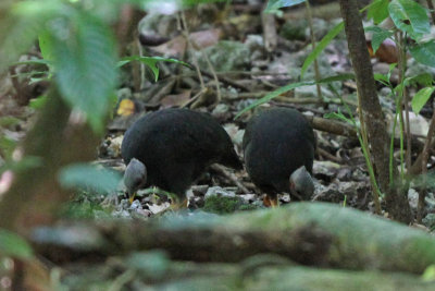 Megapodes