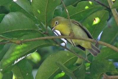 White-eyes