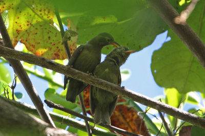 Giant White-eyes