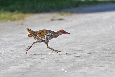 Buff-banded Rail