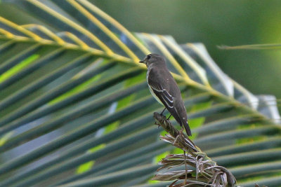 Gray-streaked Flycatcher