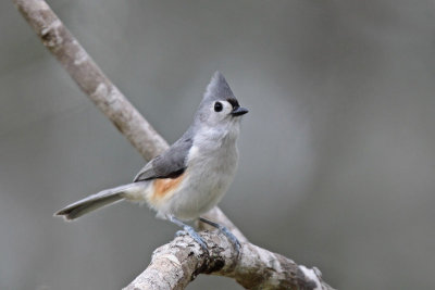 Tufted Titmouse