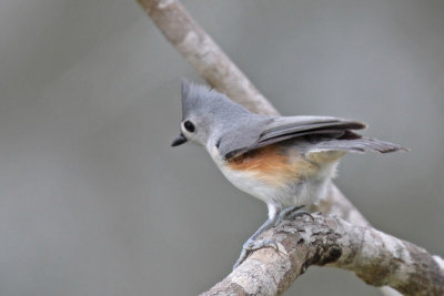 Tufted Titmouse