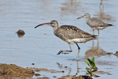 Whimbrel