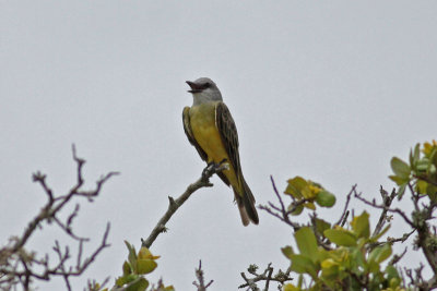 Tropical Kingbird