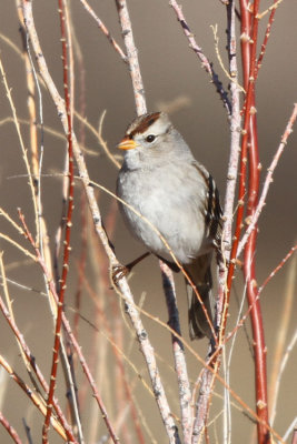 White-crowned Sparrow