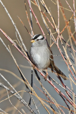 White-crowned Sparrow