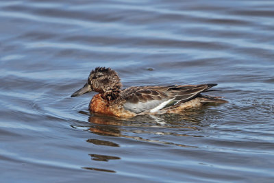 Garganey