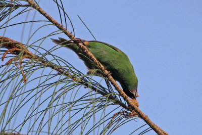 Blue-faced Parrot Finch