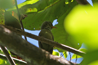 Giant White-eye