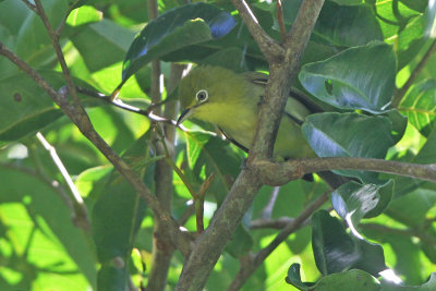 Citrine White-eye