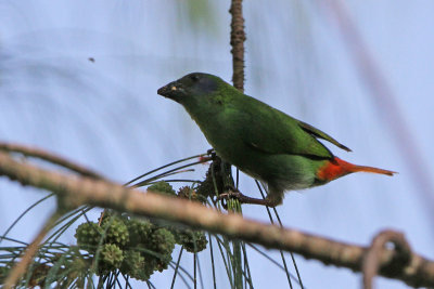 Blue-faced Parrot Finch