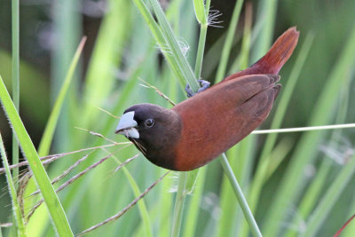 Chestnut Munia