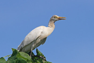 Cattle Egret