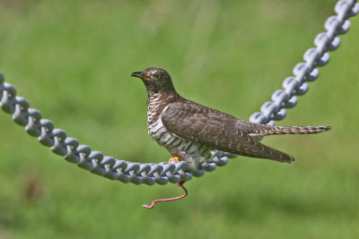 Oriental Cuckoo