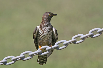 Oriental Cuckoo