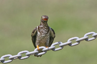 Oriental Cuckoo