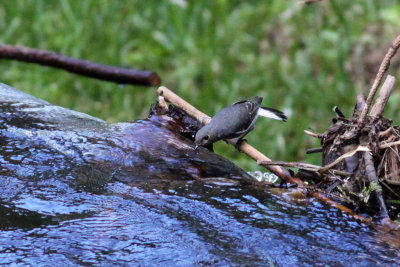 Plumbeous Water-Redstart