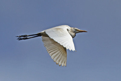 Cattle Egret