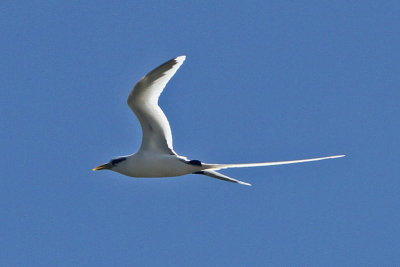 White-tailed Tropicbird