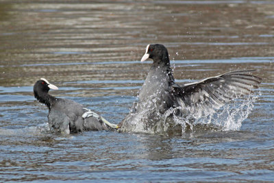 Coots