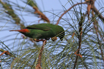 Blue-faced Parrot Finch