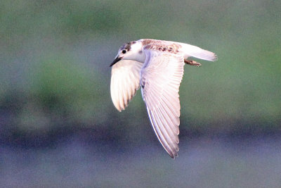 White-winged Tern