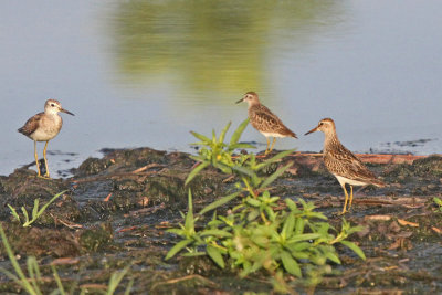 Pectoral Sandpiper and friends