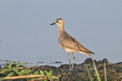 Pacific Golden Plover